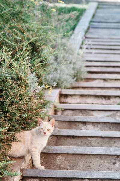 Cute, adorable cat in Italy.